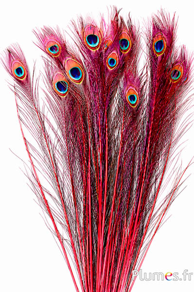 Pfau blau - 60-70 cm - rot